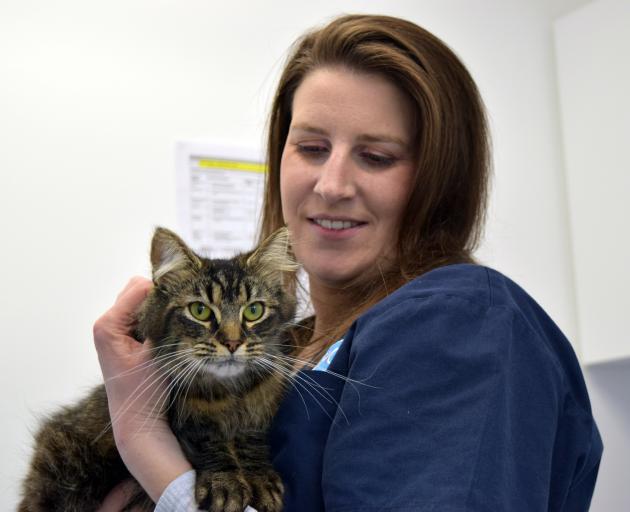 SPCA Otago Dunedin centre animal care team leader Emma Collins cuddles pregnant cat Winter who...