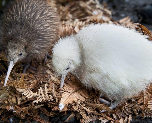 Manukura next to a former burrow-mate, Potiki. Photo: Supplied