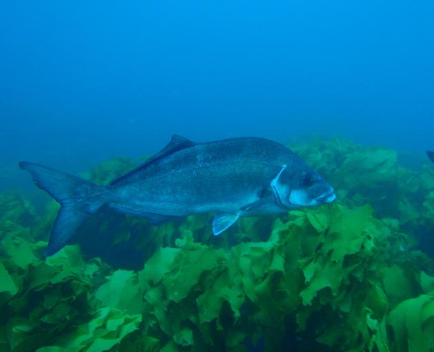 Blue moki. PHOTO: PETER SOUTHWOOD, WIKIMEDIA COMMONS