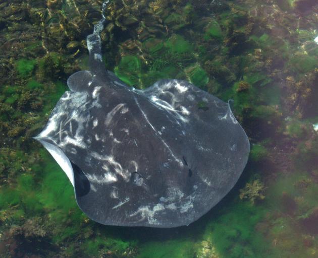 Stingray. PHOTO: WIKIMEDIA COMMONS