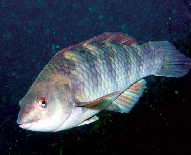Wrasse. PHOTO: MARK NORMAN