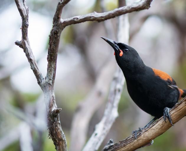 An adult tieke, with full wattles and chestnut-coloured saddle. PHOTO JAKE OSBORNE