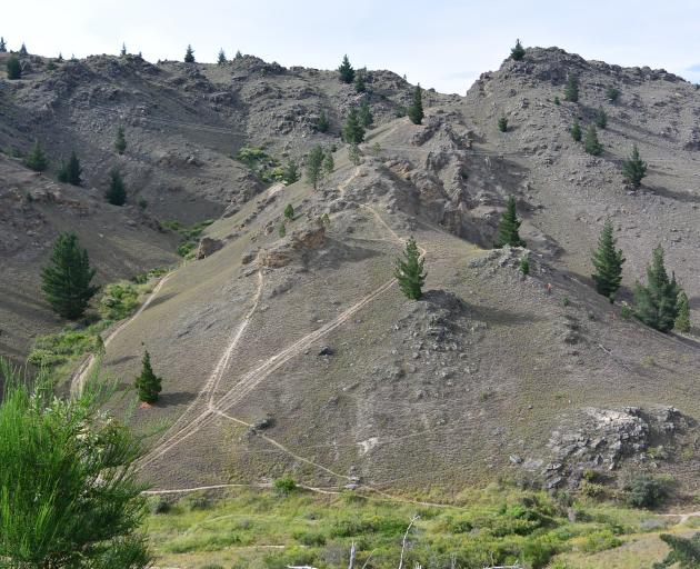 Wilding pines grow scattered on a hillside in Alexandra. PHOTO: ODT FILES

