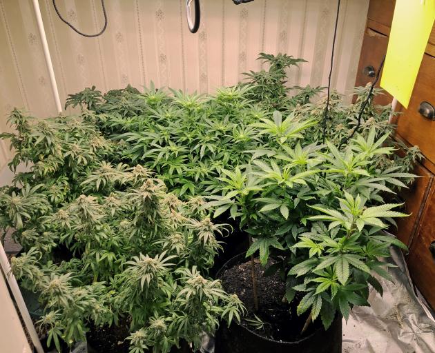 There were 353 plants seized from the flat made up of 13 different strains. Photo: Getty Images/File