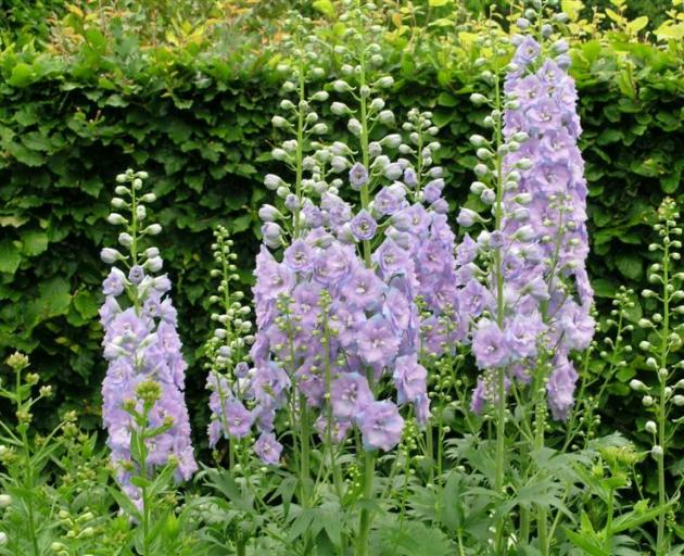 Delphiniums benefit from being divided every few years.