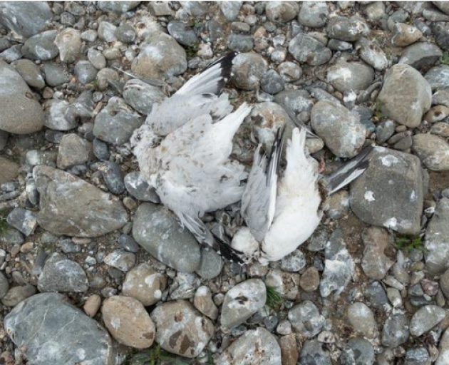 Gulls killed by people driving their 4WDs through a gull colony in North Canterbury. Photo:...