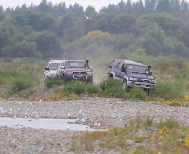 The culprits who ran over a gull colony in North Canterbury. Photo: Supplied / Ashley-Rakahuri...