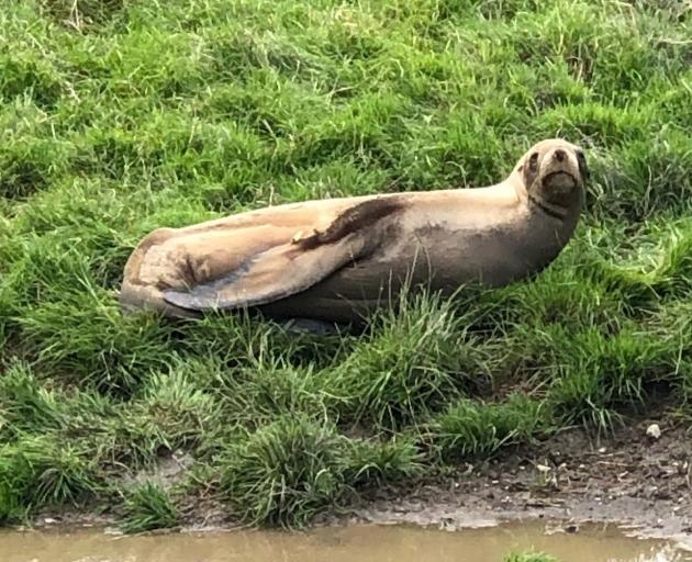 A young male New Zealand sea lion looks a little out of place in an Outram farmer’s field, but...