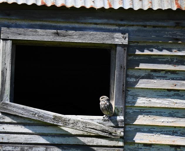 This little owl blends into the sun-lit, weathered boards of a derelict building near Tunnel...
