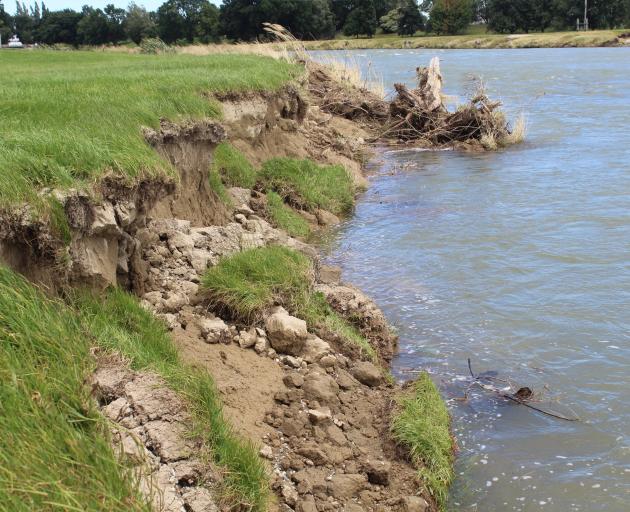 The banks of the Mataura River appeared 
severely eroded earlier this week. PHOTO: ABBEY PALMER