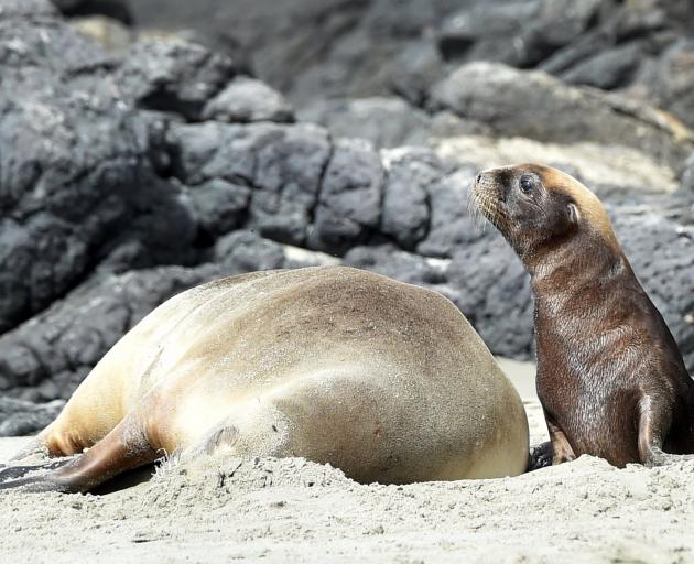 New Zealand sea lion, Huru, and her pup rest at Penguin Place, on Otago Peninsula, yesterday....
