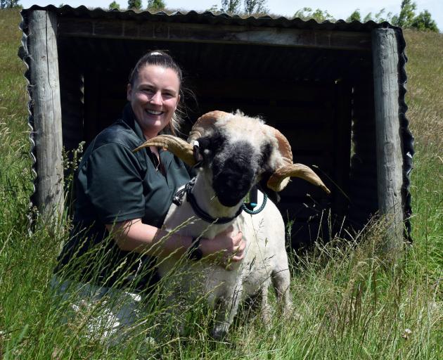 Woodland Farm owner Nikita Woodhead hugs her Valais blacknose stud ram Angus, who will appear at...