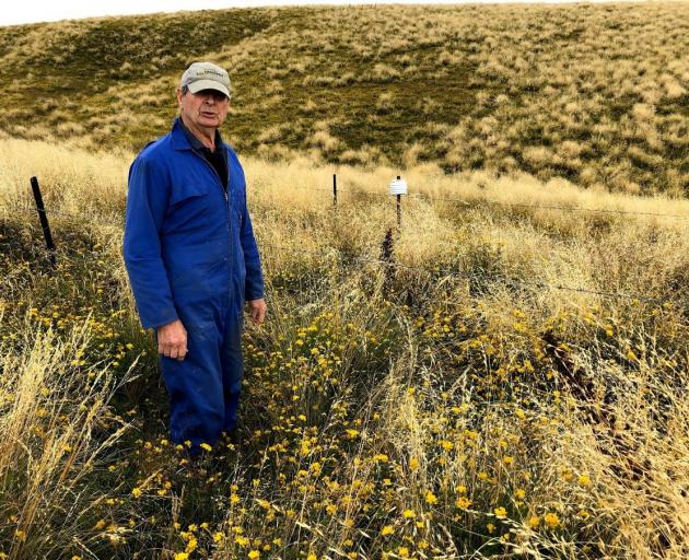 Avenel Station’s Pat Garden (pictured) and son Nick oversowed a 500ha area with Maku lotus seed...