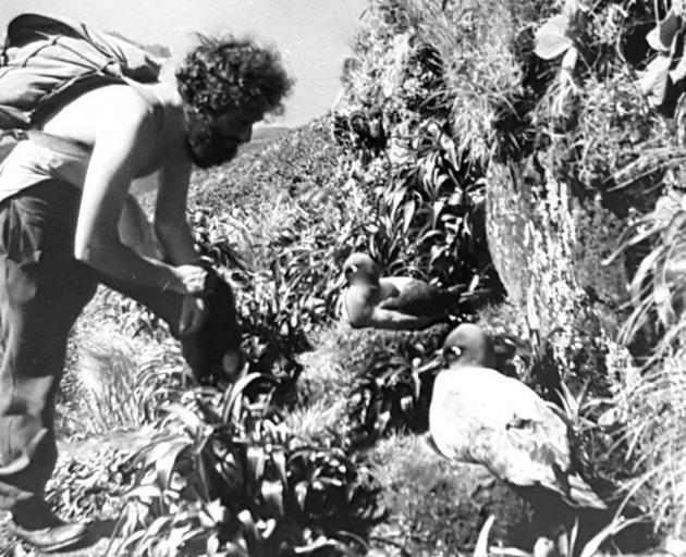 Robert Stanley gets up close to alight-mantled sooty albatross nestingon Campbell Island in the early 1950s. PHOTO: SUPPLIED Robert Stanley gets up close to alight-mantled sooty albatross nestingon Campbell Island in the early 1950s. PHOTO: SUPPLIED
