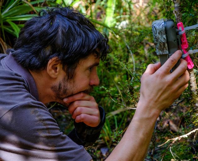 Department of Conservation ranger Tim Raemaekers checks a trail camera at a kiwi nest. PHOTO: TIM...