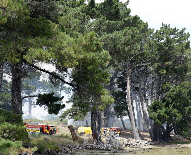 Firefighters tackle a fire in the sand dunes and pine trees at Warrington yesterday afternoon....