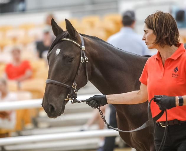 Katrina Price leads yesterday’s sale-topping Bettor’s Delight colt at the national yearling sales...