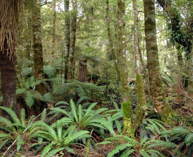 Silverbeach forest in the Catlins near the Wisp River. PHOTO: ODT FILES