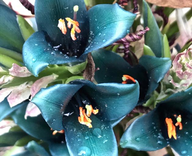 Puya x berteroniana in Deidre Coughlan’s Millers Flat garden. PHOTOS: GILLIAN VINE