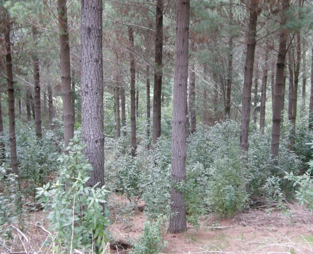 Pines can be the ideal nursery crop for native species, local farm foresters say. PHOTO: SUPPLIED...