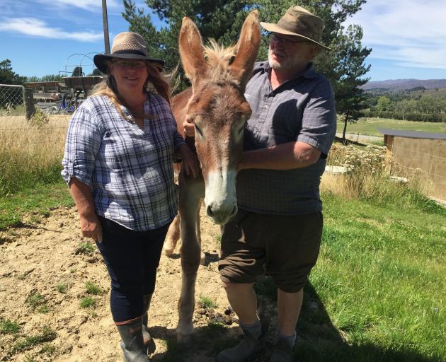 Ellwin and Lindis Cowie, of Central Mammoths and Mules, with Barney. PHOTO: MARY-JO TOHILL