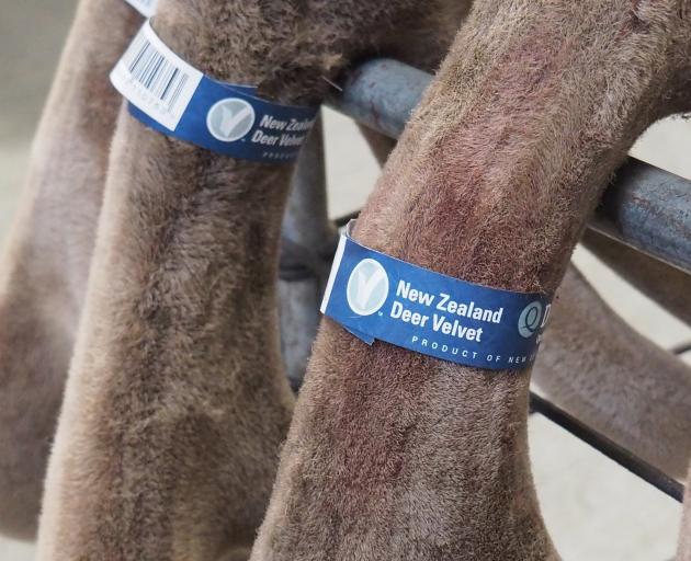 The new VelTrak velvet traceability system will be ready to go by the start of this year’s velvet...