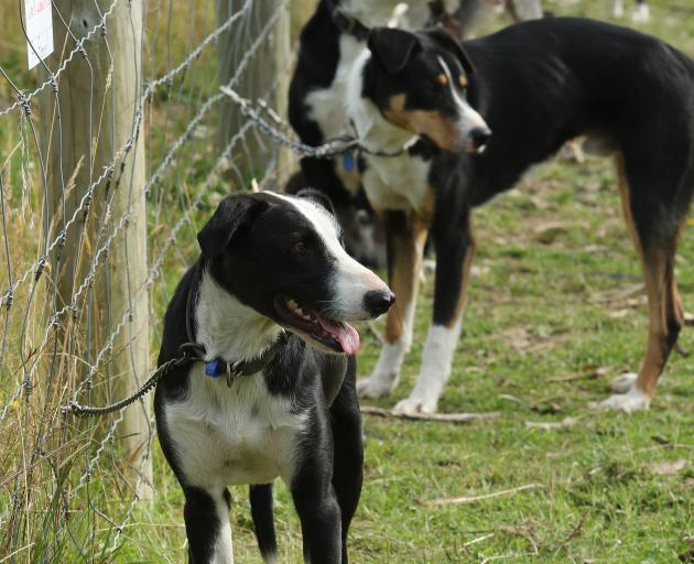Heading dogs wait to be sold in South Otago on February 14. PHOTO: JOHN COSGROVE