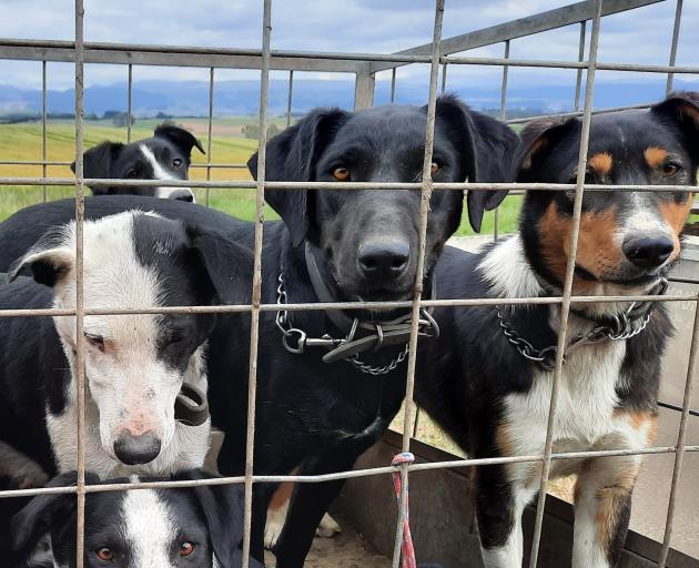 Black huntaway dog Lace (centre) sold for $8700 at the Lawrence Gymkhana Club dog sale in South...