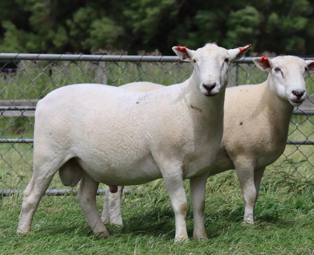 Mangapiri Downs Organic Stud Farm, at Blackmount, has been breeding Shires for their low input...