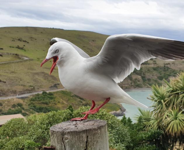 A red-billed gull at Taiaroa Head. PHOTO: CLARE FRASER