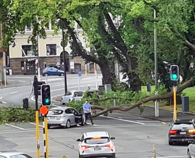A couple get out of their car after it was nearly hit by a falling tree limb in Dunedin yesterday...