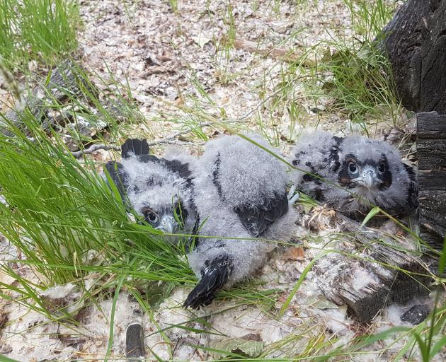 Three chicks found and tagged as part of the Cardrona Karearea Conservation Project have been...