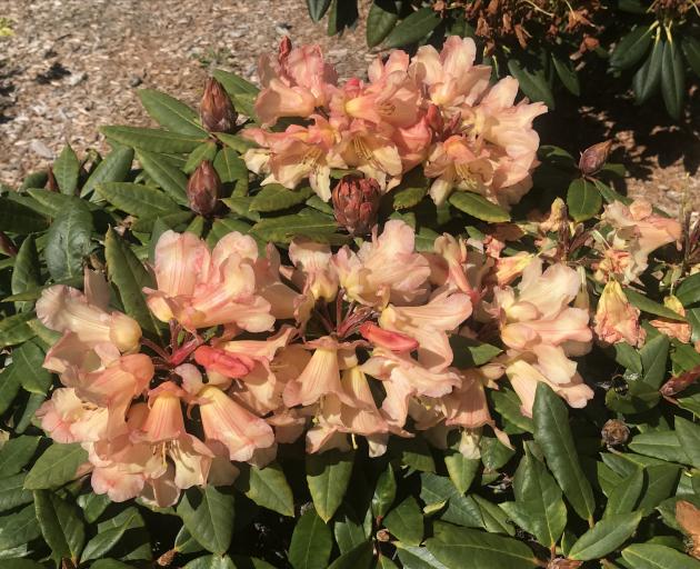 Numerous rhododendrons give colour from late winter until December.