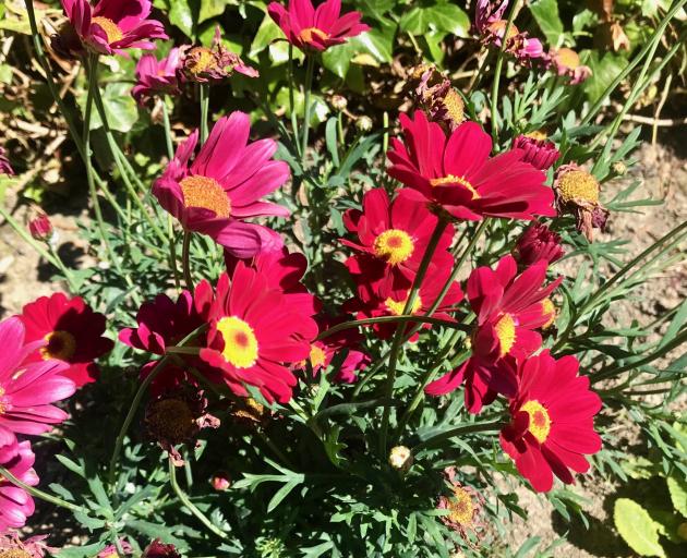 Ian Gibson says propagating single Marguerite daisies from cuttings is easy.