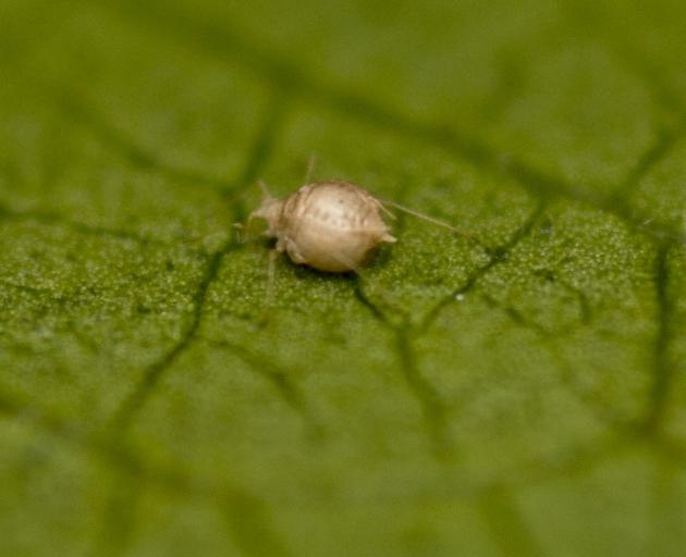 An aphid mummy. Photo: Gerard O'Brien