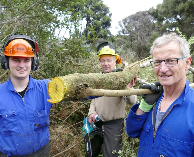 Showing the distinctive orange-coloured wood of invasive pest Darwin’s barberry being cleared...