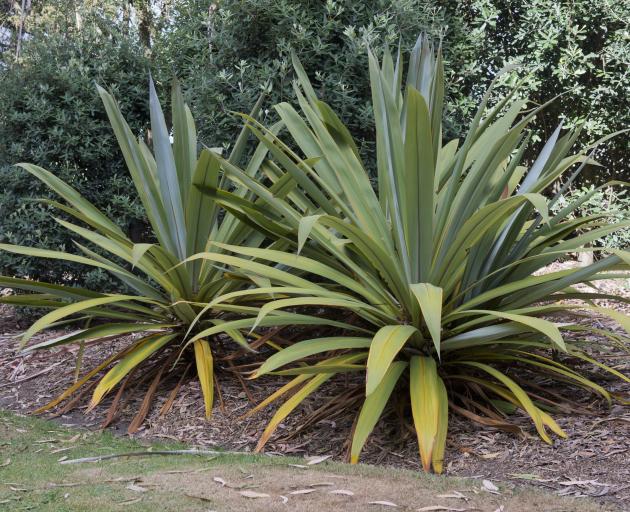 Cordyline indivisia PHOTO: GERARD O'BRIEN