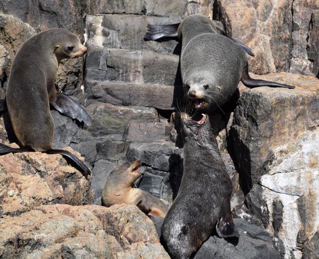 New Zealand fur seals fighting on Bounty Islands, photographed from a Zodiac. 