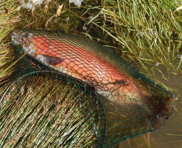 A fine rainbow jack of 3.75kg from Blakelys Dam, near Ranfurly. PHOTO: MIKE WEDDELL
