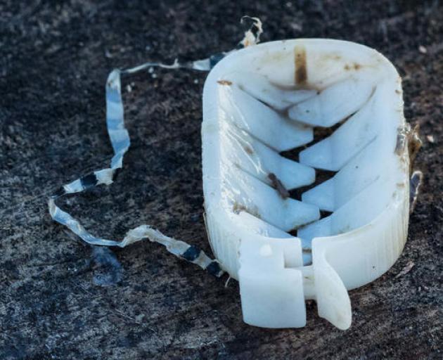 An oesophagus clip (or weasand clip) is a plastic oval about the size of a small thumb. Like a ghoulish Pac Man, it opens up to reveal two rows of spiky teeth, which clamp around a cow's oesophagus. Photo: Supplied via RNZ