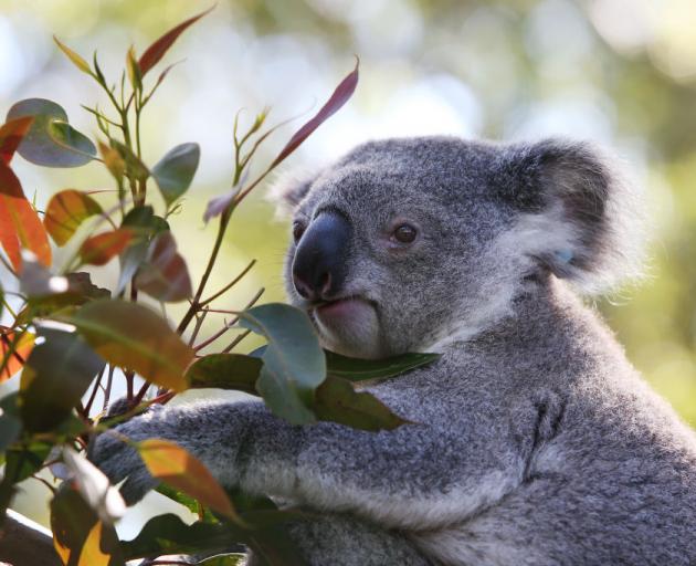 Koala numbers were plummeting before the black summer bushfires. Photo: Getty Images