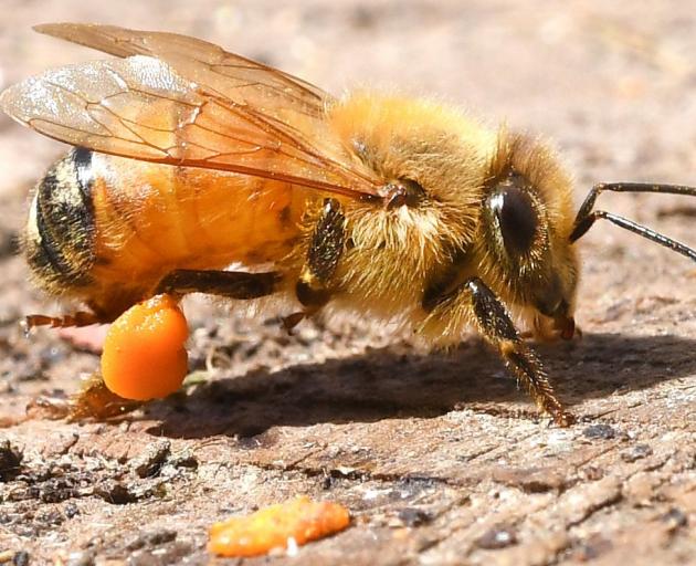 A western honey bee in one of Dunedin beekeeper Otto Hyink’s urban hives used to identify exotic...