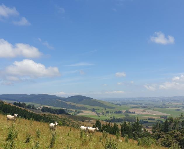 The track offers farm and forest views once you have gained a little height. PHOTOS: CLARE FRASER