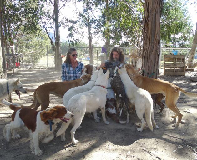 Billy Barton and his partner Mary Hunt train specialty hunting and tracking dogs at their Hawea...