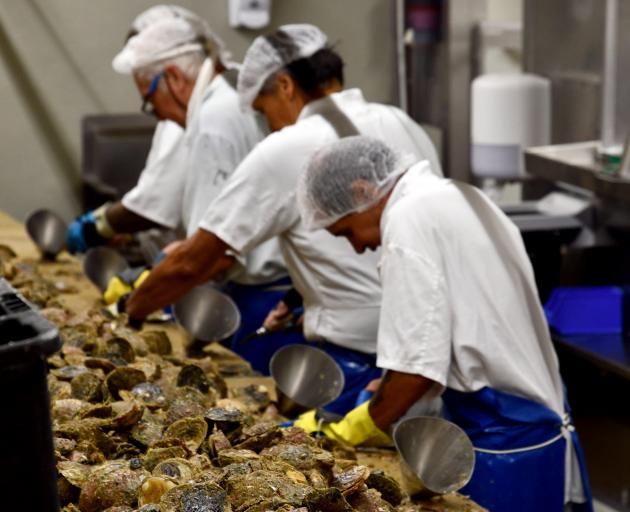 The team at Barnes Oysters are well practised at shucking oysters. PHOTO: LAURA SMITH