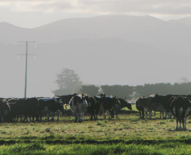 A herd of dairy cows on a South Canterbury farm (file image). Photo: RNZ