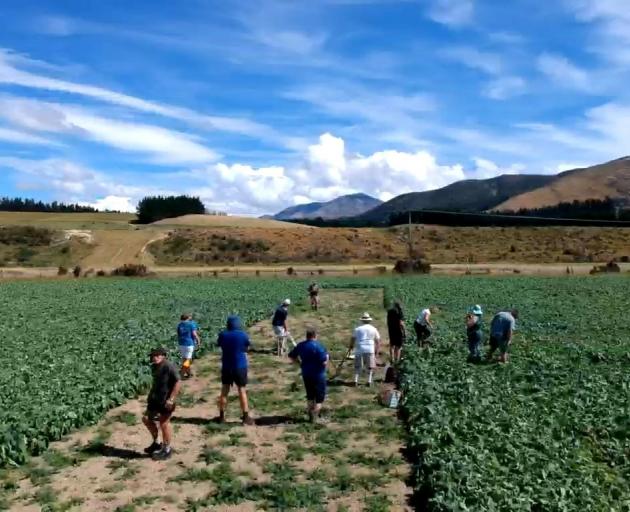 A cricket match is played in a swede paddock in Northern Southland.
