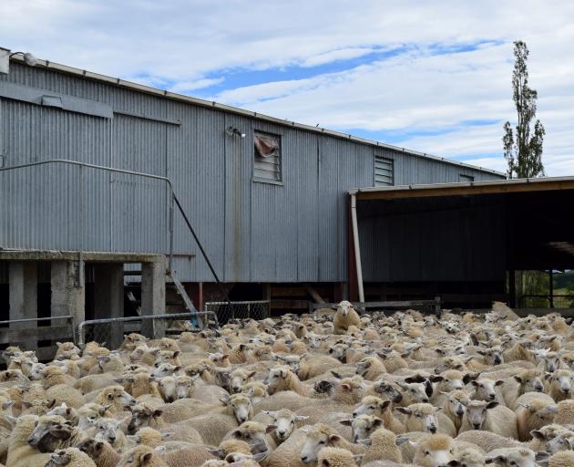 Store lambs wait to be auctioned at a clearing sale at Mt Joy farm near Clinton last week. PHOTOS...