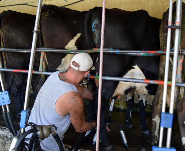 An Otago Corrections Facility inmate milks cows in Milburn. PHOTOS: SHAWN MCAVINUE