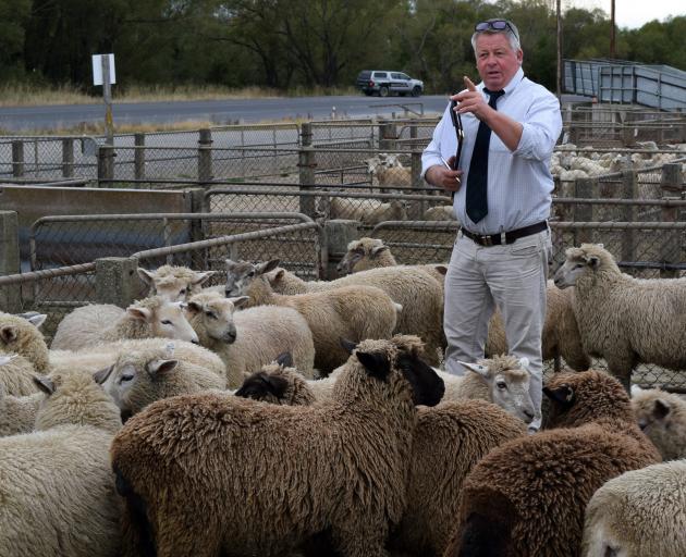 Rural Livestock agent Rob Fowler auctions a pen of sheep at the Balclutha Saleyards last week